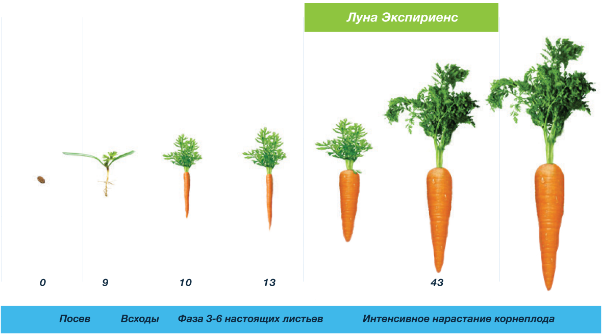 Схема применения продуктов компании Байер на моркови