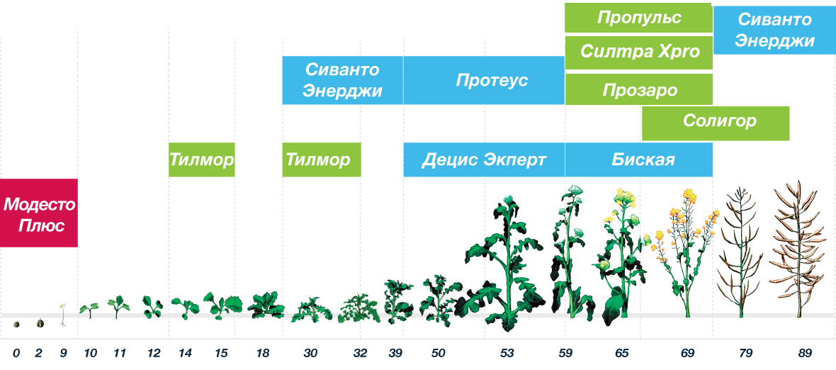 Схема применения препаратов байер для рапса