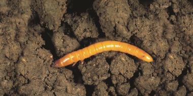 Проволочники на картофеле