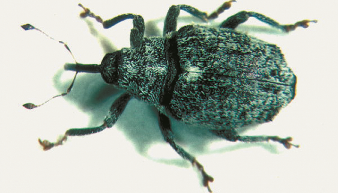 жуки 6. жук-чернотелка пустыни. жук кузька крестоносец. большой черный жук чернотелка. кирцидели лесные насекомые.