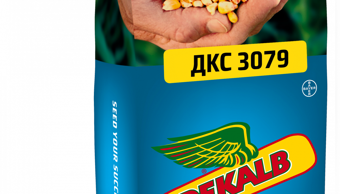 ДКС 3079 Bayer Crop Science Беларусь 