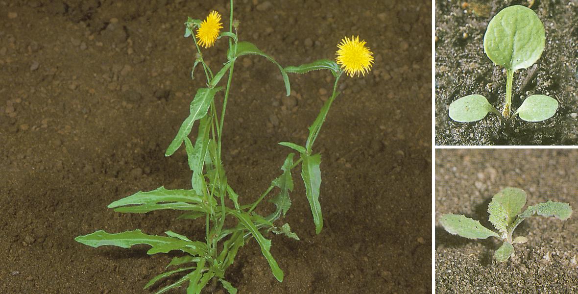 Осот полевой: описание, проявление и методы борьбы с сорняком| Bayer Crop  Science Беларусь