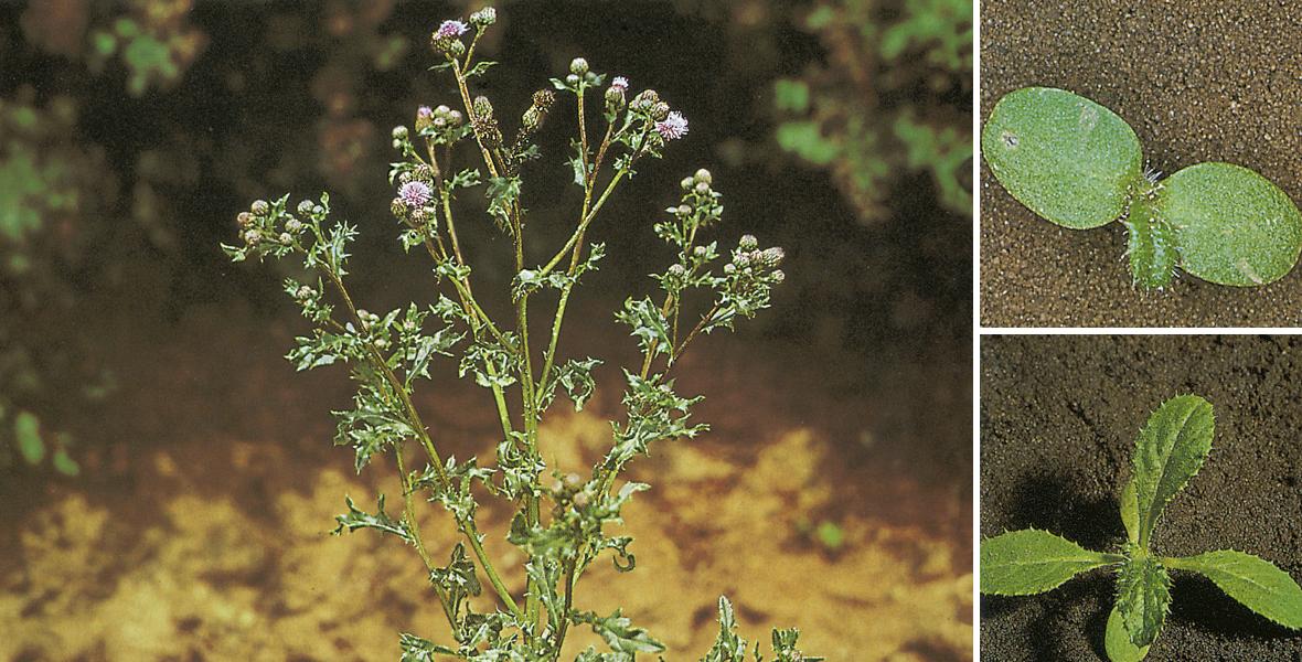 Бодяк полевой (осот розовый): описание, симптомы, методы борьбы с сорняком|  Bayer Crop Science Беларусь