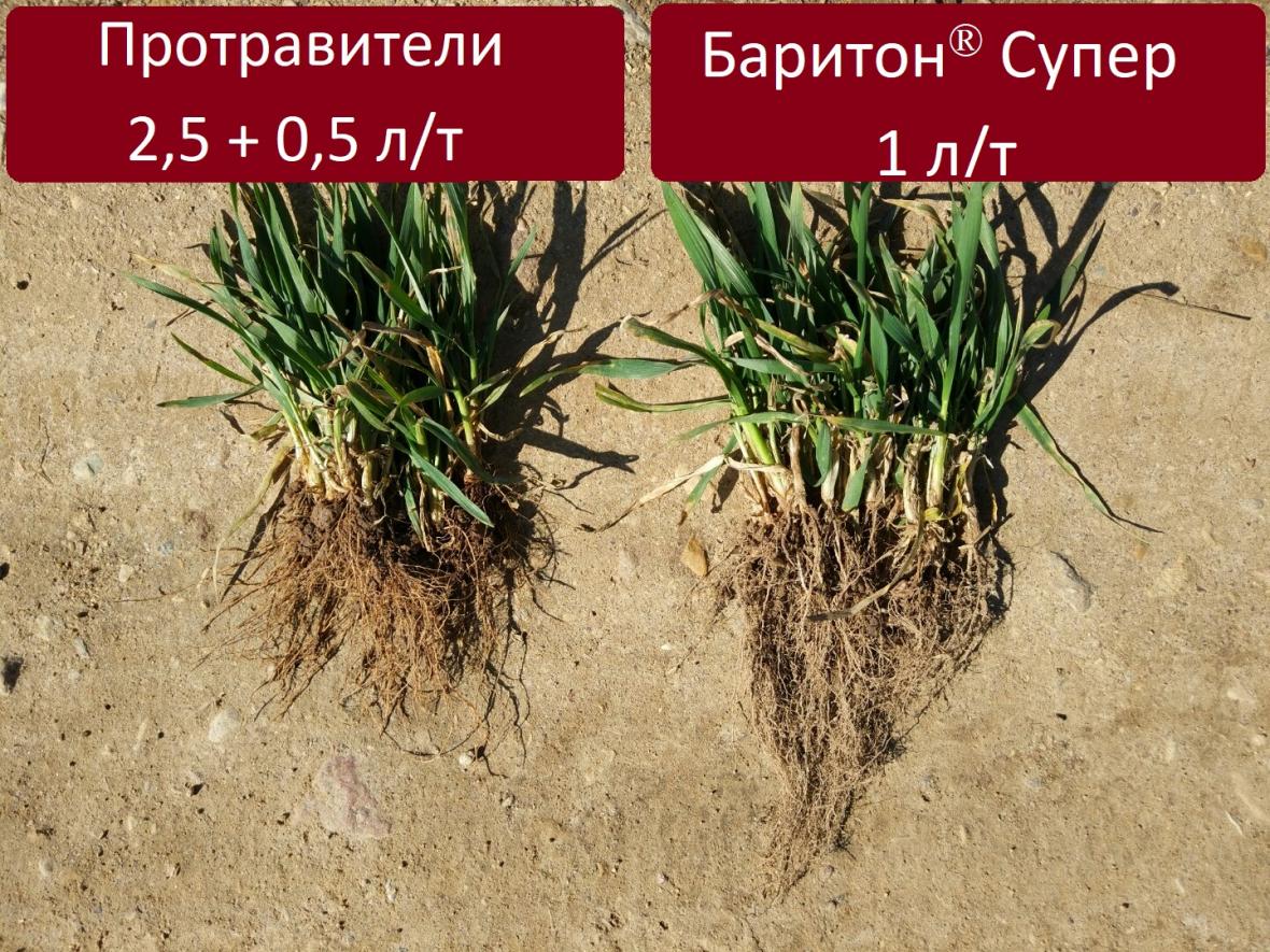 протравители_применение_стоимость