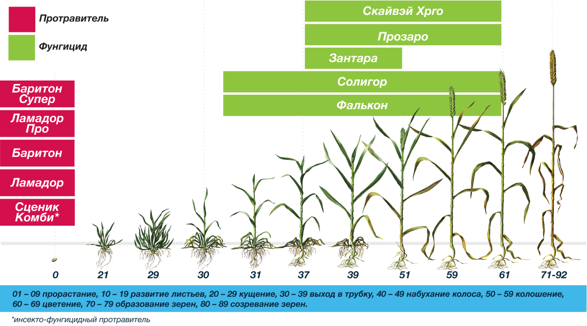 Август схема защиты зерновых