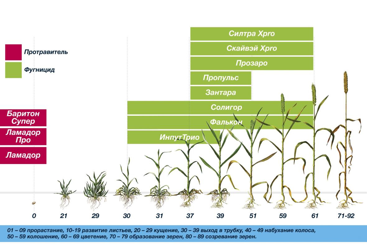 Схема защиты зерновых - гербициды, протравители, инсектициды и фунгициды для зерновых