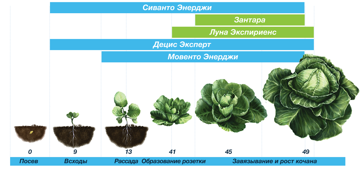 Схема защиты капусты