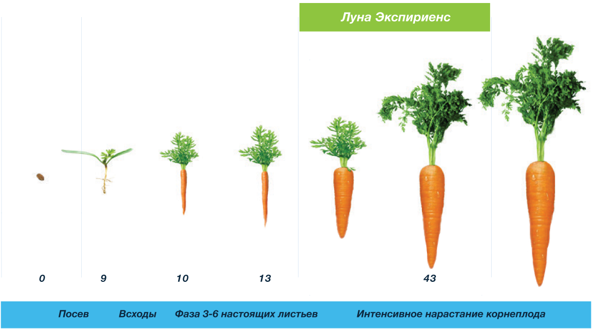 Схема защиты моркови